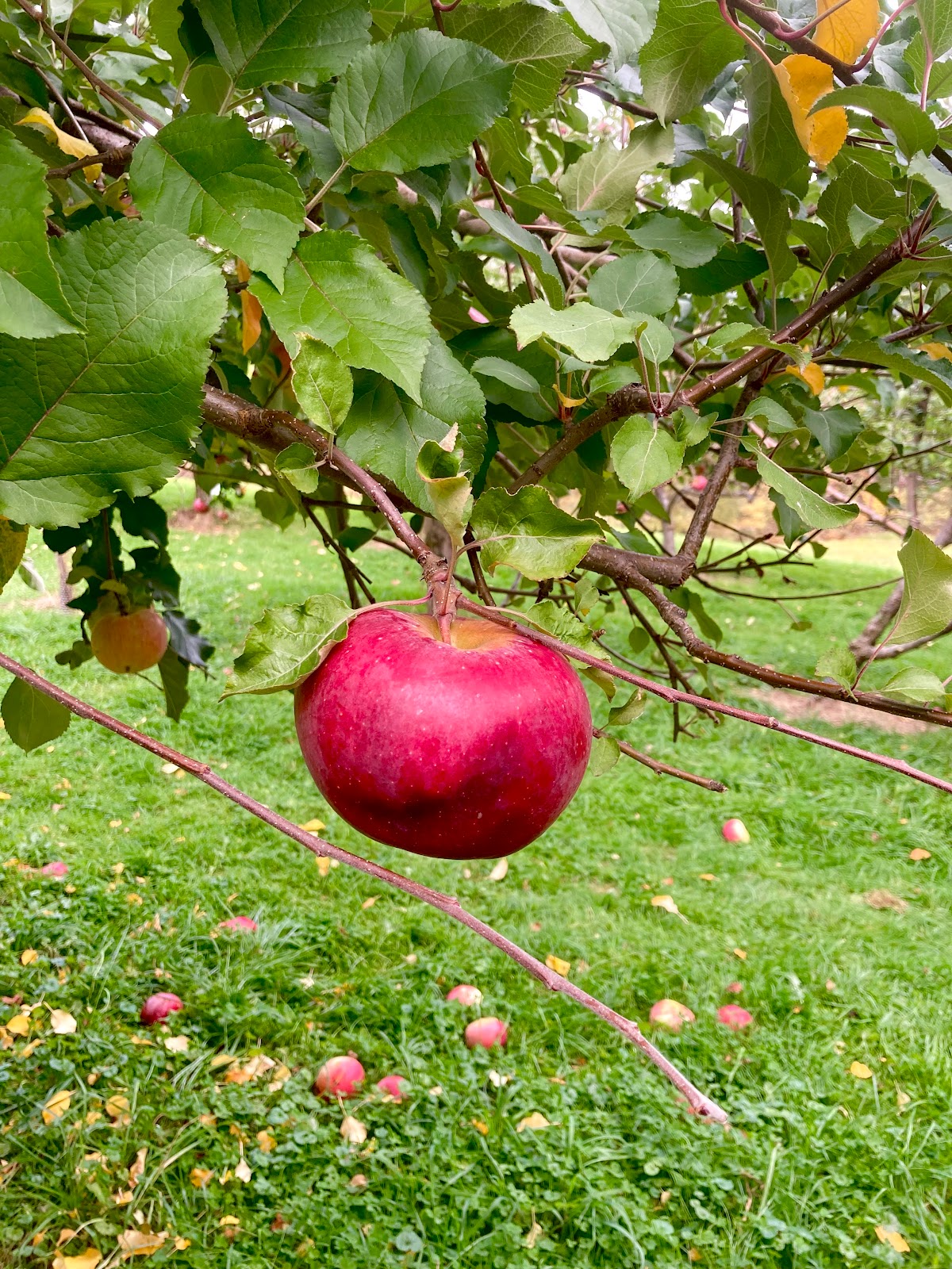 Wightman Fruit Farm